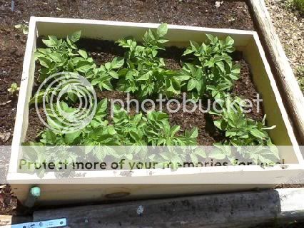 pics of my raised beds Potatoesbox5-11-11