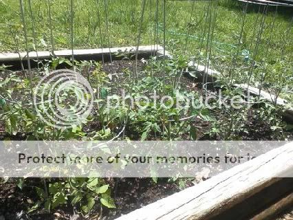 pics of my raised beds Totmatoes2011