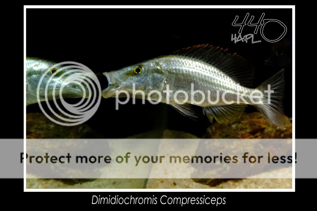 Dimidiochromis Compressiceps - Fotos DimidiochromisCompresiceps6