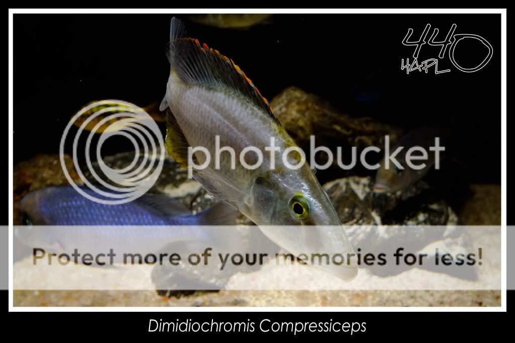 Dimidiochromis Compressiceps - Fotos DimidiochromisCompressiceps10