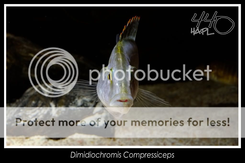 Dimidiochromis Compressiceps - Fotos DimidiochromisCompressiceps16