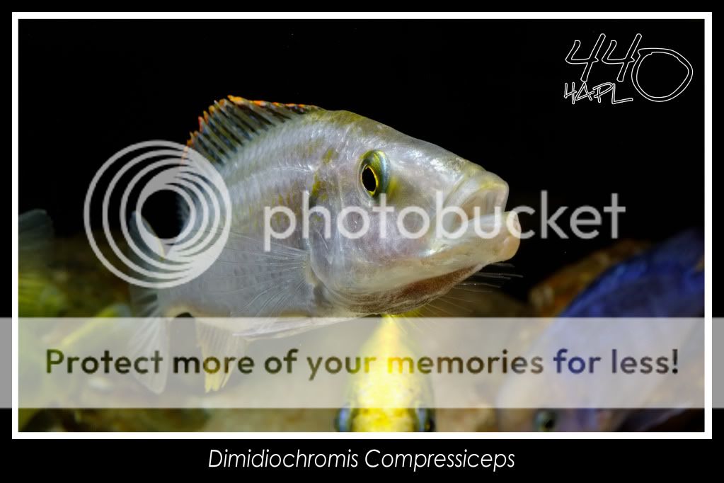 Dimidiochromis Compressiceps - Fotos DimidiochromisCompressiceps19