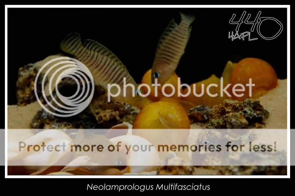 Neolamprologus Multifasciatus - Fotos MULTIS10