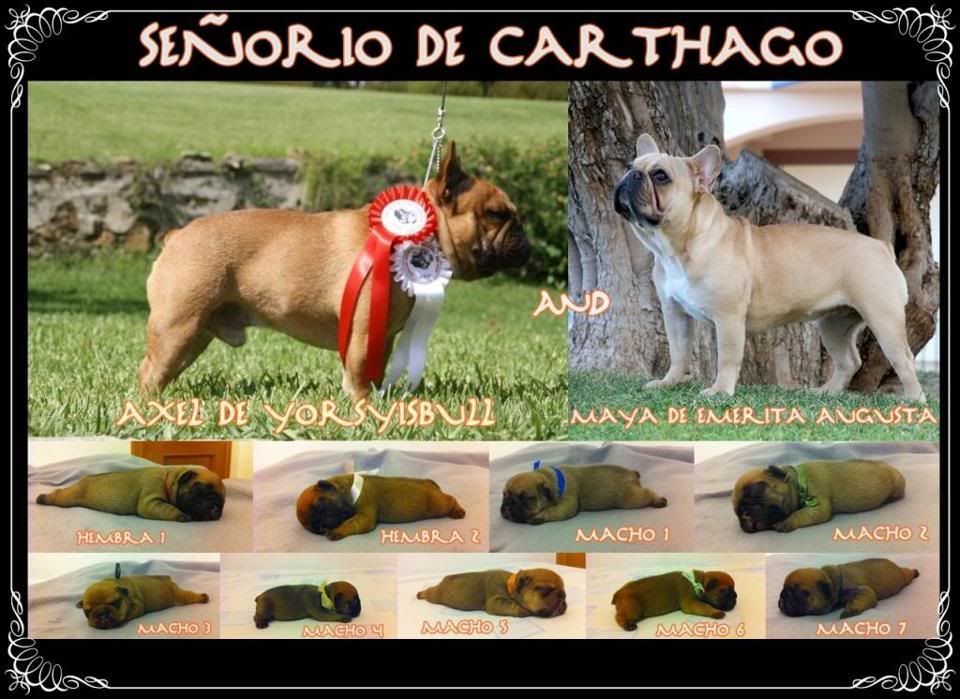 CAMADA AXEL DE YORYISBULL & MAYA DE EMERITA AUGUSTA - NO QUEDAN CACHORROS- 479939_494236767272823_125411794_n