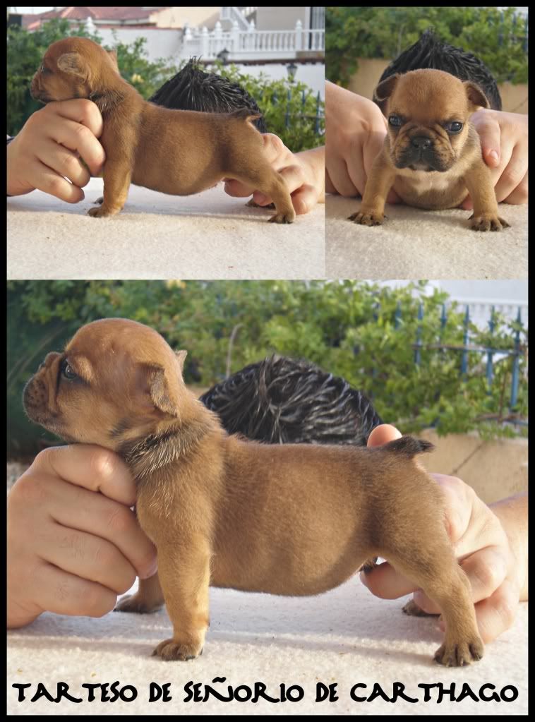 CAMADA AXEL DE YORYISBULL & MAYA DE EMERITA AUGUSTA - NO QUEDAN CACHORROS- ATARTESO