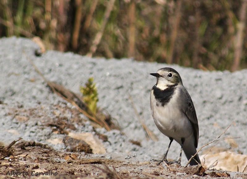 Motacilla alba Alvola-branca