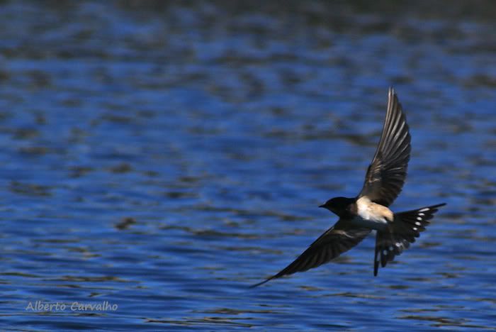 Hirundo rustica alimenta filhotes Andorinhajuntogua