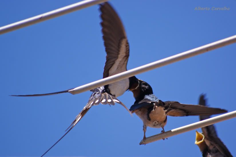 Hirundo rustica alimenta filhotes Andorinhasnoterrao