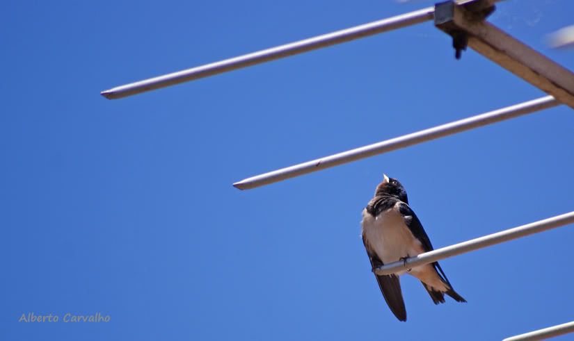 Hirundo rustica alimenta filhotes Andorinhasnoterrao4