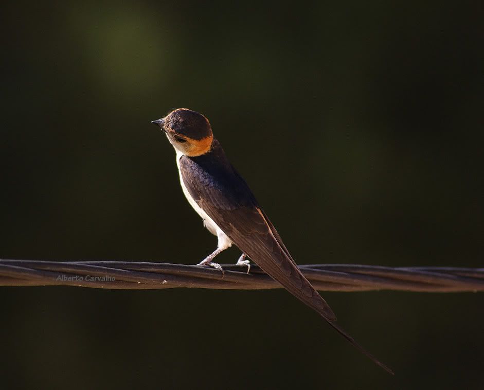 Hirundo Daurica Daurica3