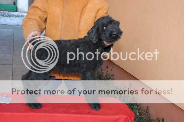 Kennel Crnobradi giant schnauzer puppies Djole2