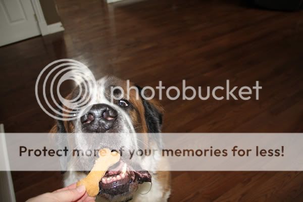 Peanutbutter pumpkin dog treats IMG_2043