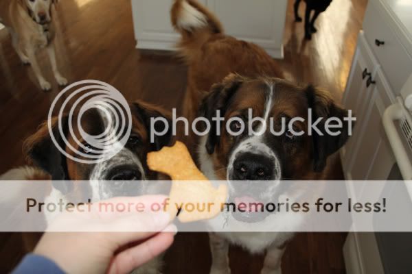 Peanutbutter pumpkin dog treats IMG_2049