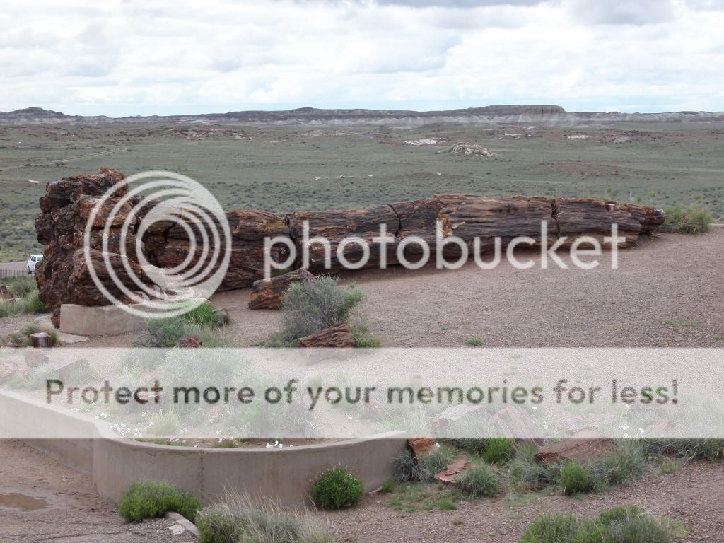 Petrified Forest National Park/ Painted Desert, AZ 8