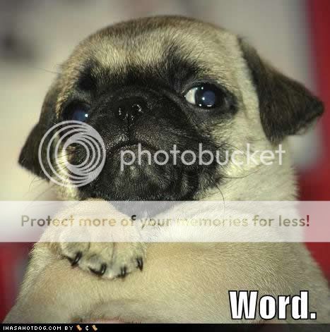 Why hi there little JvS! Funny-dog-pictures-word