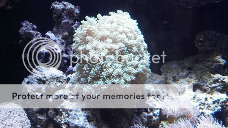 coming to Kilgore, Corals for sale Photobucket-8065-1331085316532