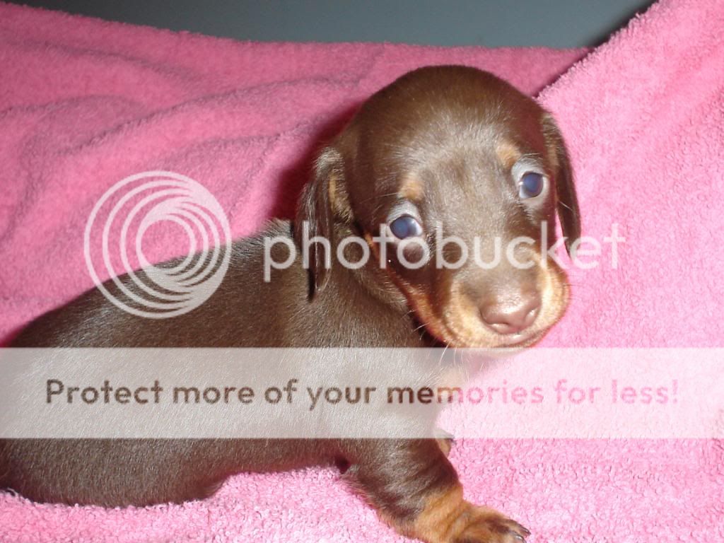 Dacshund Pics! DSC01093