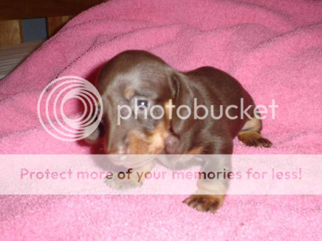 Dacshund Pics! DSC01096