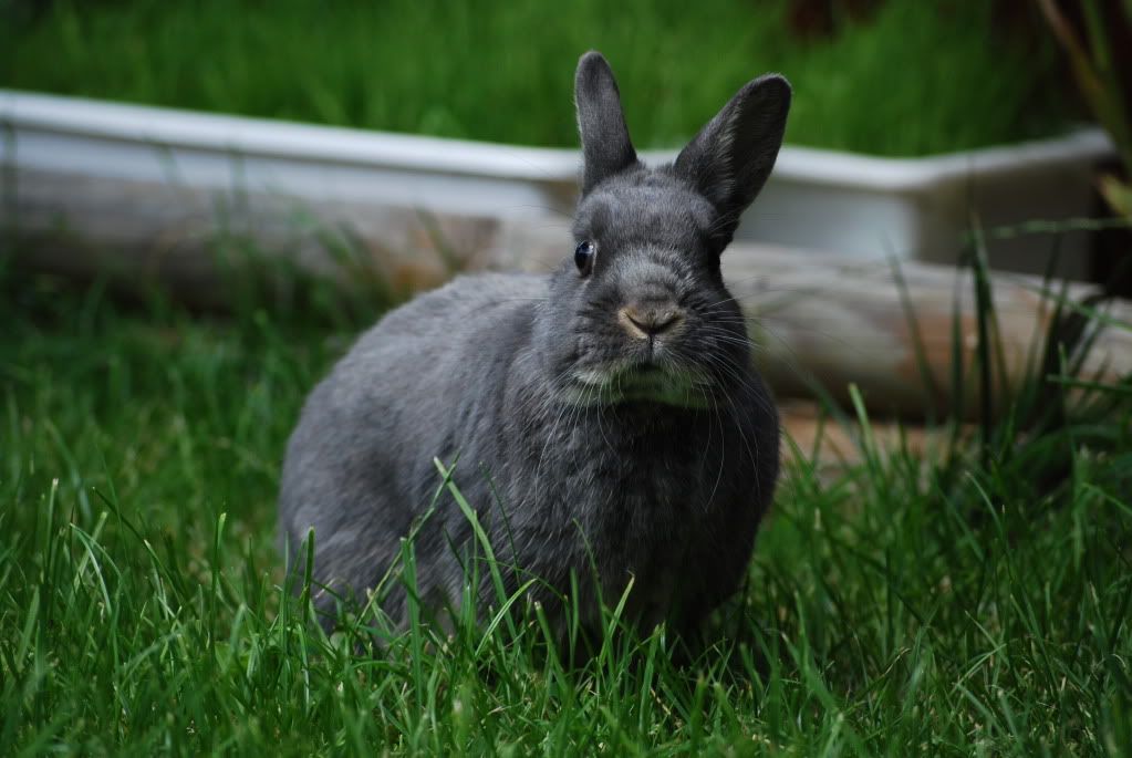 Some More of Auntie SJ's Pics of Daisy! DSC_0115