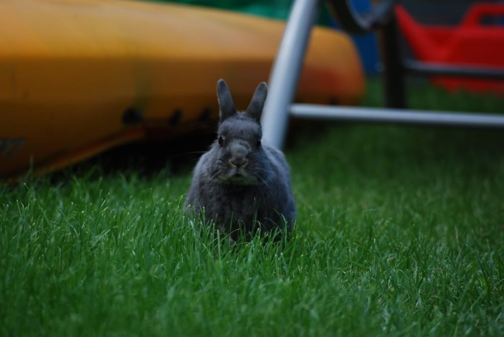 Some More of Auntie SJ's Pics of Daisy! DSC_0122