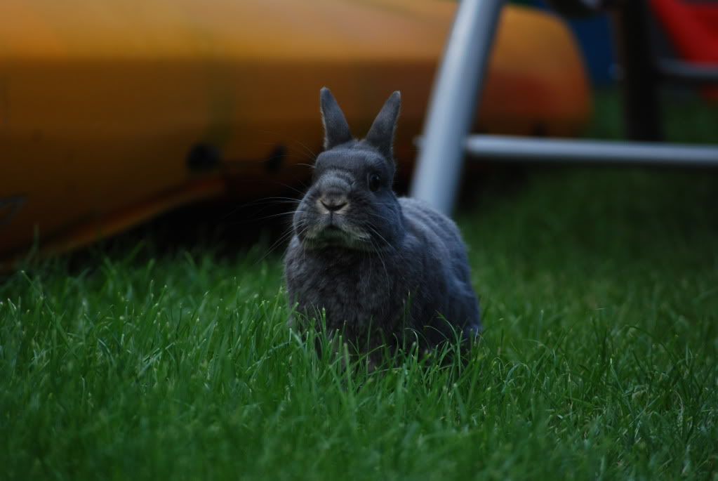 Some More of Auntie SJ's Pics of Daisy! DSC_0124