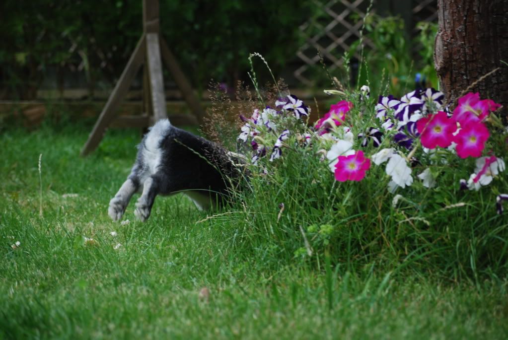 Some More of Auntie SJ's Pics of Daisy! DSC_0126