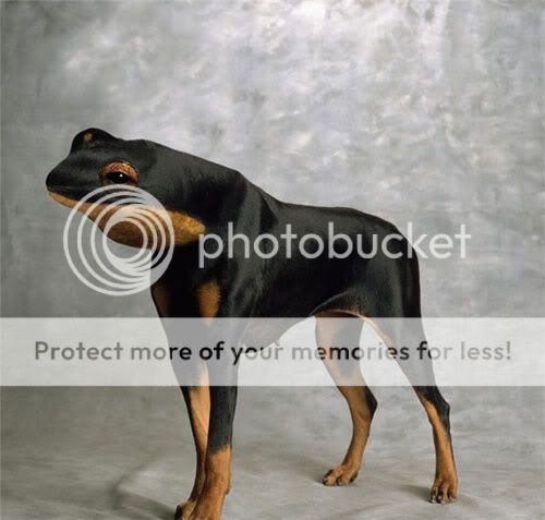 30 Fotos de animales manipuladas con Photoshop An28