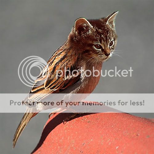 30 Fotos de animales manipuladas con Photoshop An6