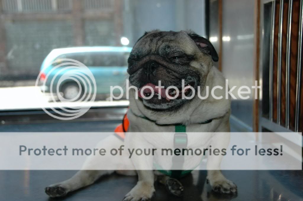 Stewie and the Curly Tail Pug Rescue NYC meet-up CTPR-24