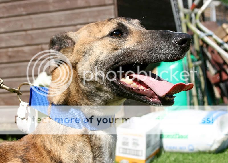 Sid ~ Lovely Boy Needs Understanding Owner – 2yo Brindle Lurcher Sidk1