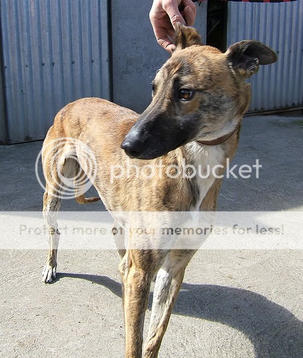 Sid ~ Lovely Boy Needs Understanding Owner – 2yo Brindle Lurcher Sidspca2