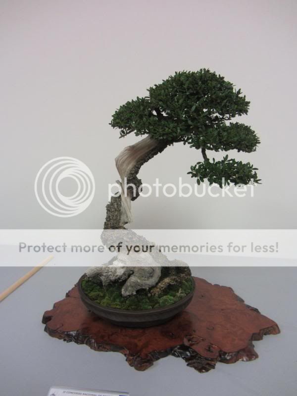 Galeria do II Congresso em Avilés Espanha Bonsai8268