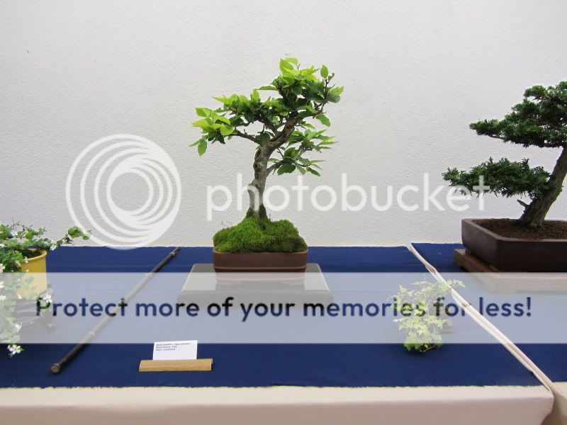 Fotos da exposição 2012 do BCP Bonsai7762