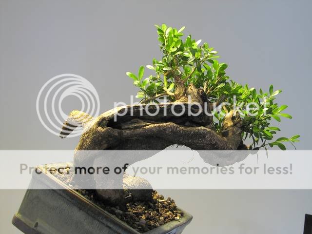 Buxus sempervirens IMG_2574