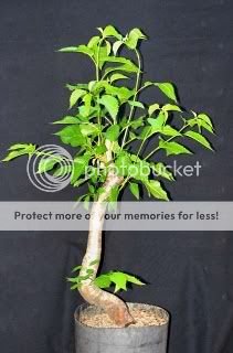 Prunus - Cerejeira silvestre Bonsai1785