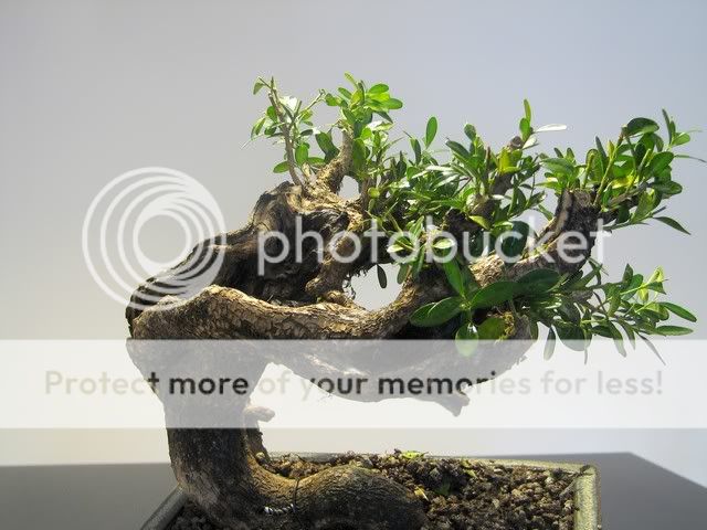 Buxus sempervirens Bonsai4160