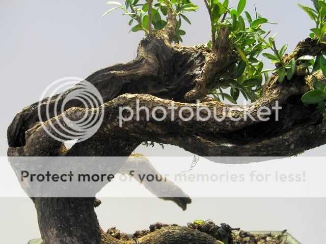 Buxus sempervirens Bonsai4162