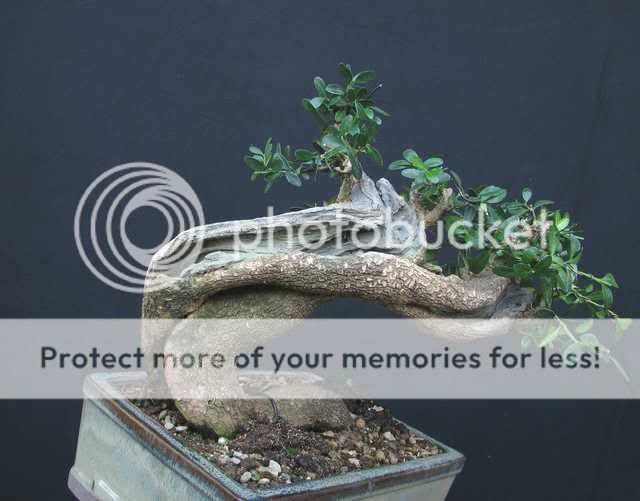 Buxus sempervirens Bonsai4867