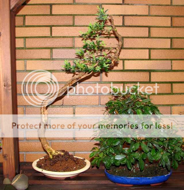 Buxus Bunjin Bonsai5612