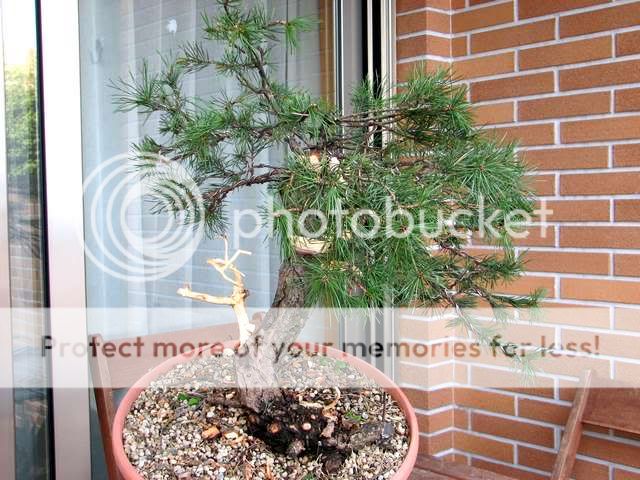 Pinheiro silvestre Chuhin Bonsai5614