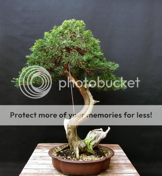 Juniperus var.  pfitezeriana - Página 2 Bonsai6673