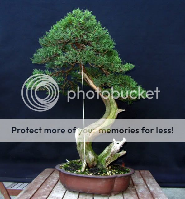 Juniperus var.  pfitezeriana - Página 2 Bonsai6696