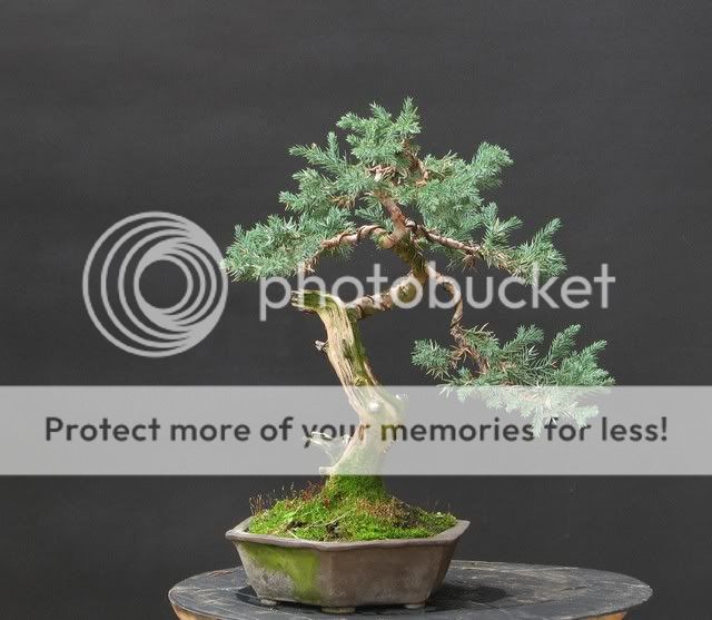 Juniperus San Jose Bonsai6700a