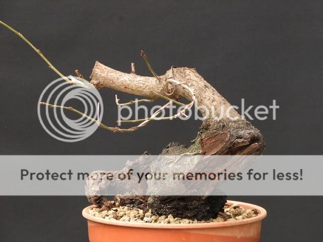 Prunus Avium Chuhin Bonsai6720