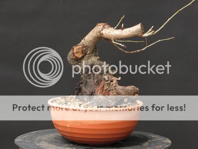 Prunus Avium Chuhin Bonsai6724