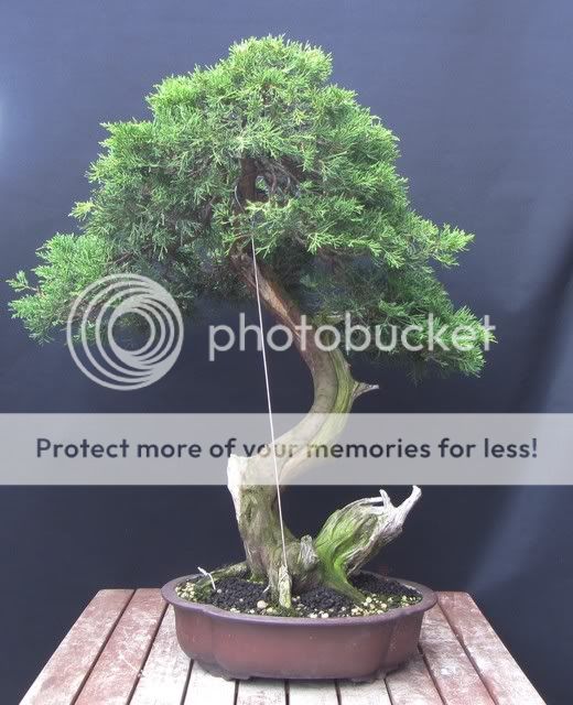 Juniperus var.  pfitezeriana - Página 2 Bonsai7826