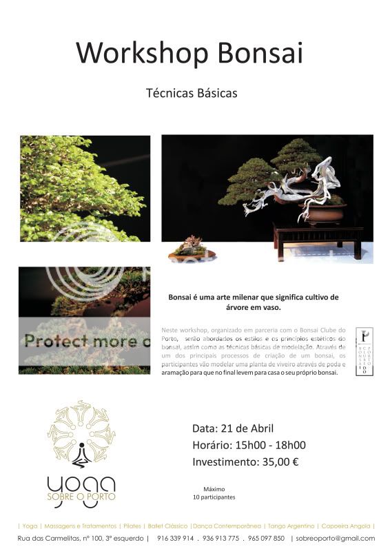 Workshop de Bonsai BCP Bonsai3