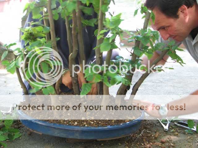 Expo en Quinta da conceição - Matosinhos - Porto Bonsai4775-1