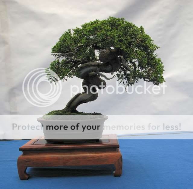 Exposição Anual Clube da Corunha em Santiago de Compostela Bonsai4327