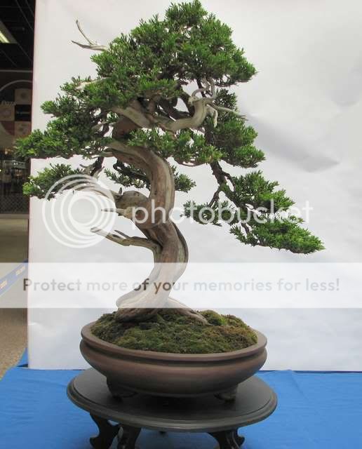 Exposição Anual Clube da Corunha em Santiago de Compostela Bonsai4375